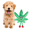 MJ the Weed Leaf - 420 Dog Toy