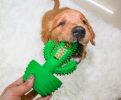 Cactus Shape Dog Toothbrush Stick - Effective Doggy Teeth Cleaning Massager - Natural Rubber - Bite Resistant Chew Toy